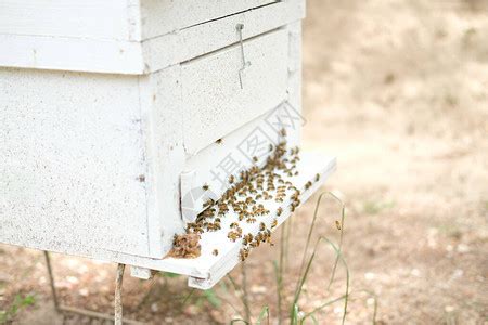 屋企有蜜蜂巢|【屋企有蜜蜂巢】屋企有蜜蜂巢？ 蜂類徵兆必知處理法！ 專家教。